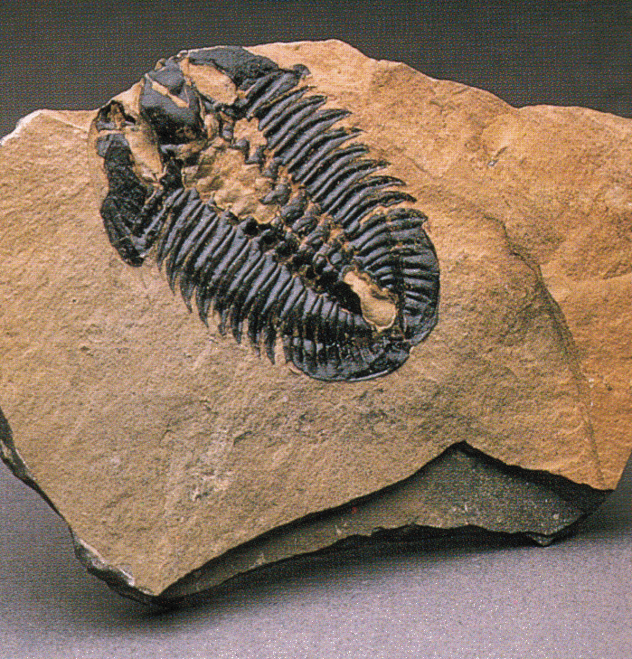 Trilobite fossile 600-250 MA